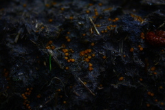 Cheilymenia stercorea