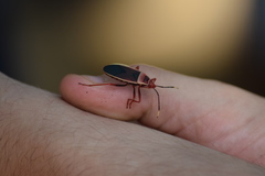 Probergrothius varicornis