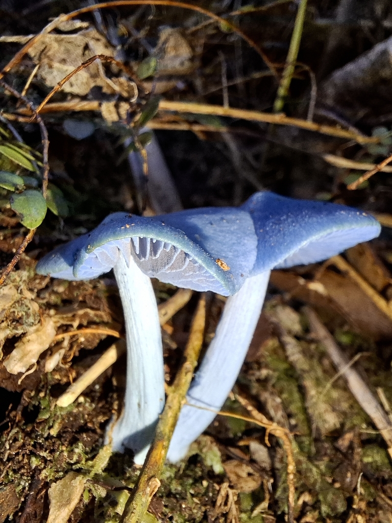 Entoloma hochstetteri · April 2026 · photo: © tassietravelsblog (iNaturalist, cc0)