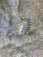 Chitonoidea