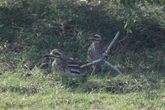 Burhinus indicus