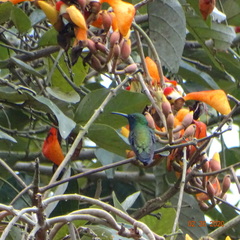 Chalybura buffonii