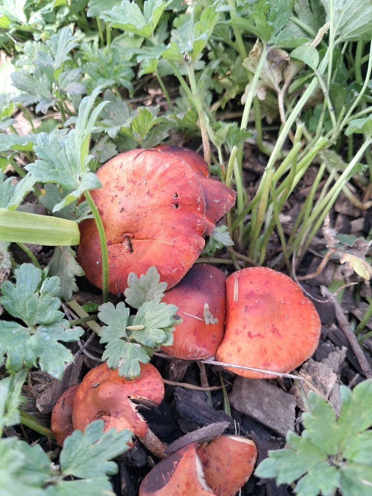 Leratiomyces ceres · April 2026 · photo: © plutoishere (iNaturalist, cc0)