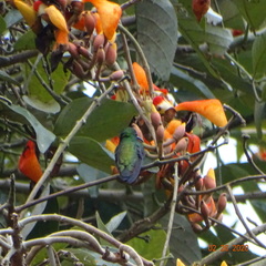 Chalybura buffonii