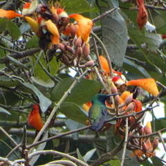 Chalybura buffonii