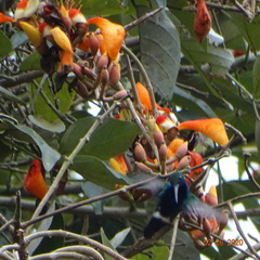 Chalybura buffonii