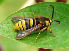 Sesia apiformis