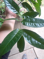 Guioa acutifolia