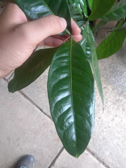 Guioa acutifolia