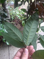 Guioa acutifolia