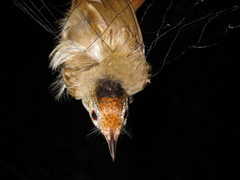 Malacopteron cinereum