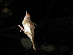 Malacopteron cinereum