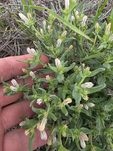 Spigelia hedyotidea, photograph 5