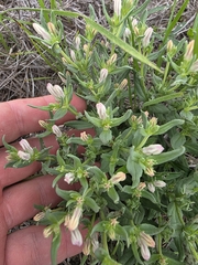Spigelia hedyotidea, photograph (c) Cleveland Powell, some rights reserved (CC BY)