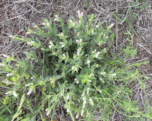 Spigelia hedyotidea, photograph 6