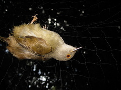 Rubigula erythropthalmos