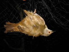 Rubigula erythropthalmos
