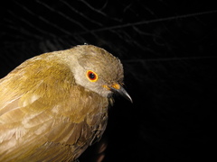 Rubigula erythropthalmos