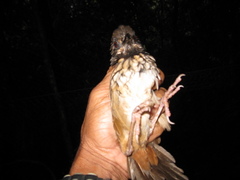 Turdinus atrigularis