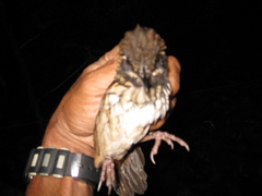 Turdinus atrigularis