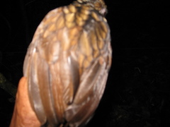 Turdinus atrigularis