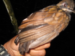 Turdinus atrigularis