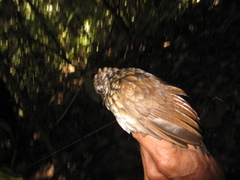 Turdinus atrigularis