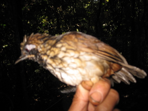 Black-throated Wren-Babbler (Turdinus atrigularis), photo 4