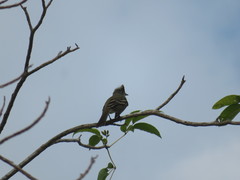 Elaenia flavogaster
