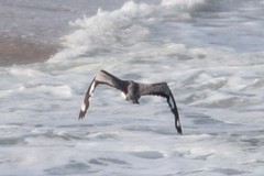 Esacus recurvirostris