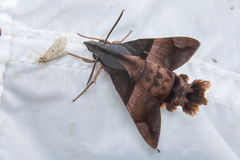 Macroglossum passalus