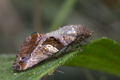 Odontodes pallidifimbria
