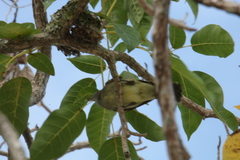 Elaenia flavogaster