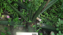 Gasteria croucheri