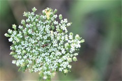 Daucus pusillus