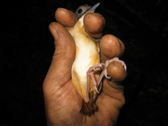 Pellorneum malaccense