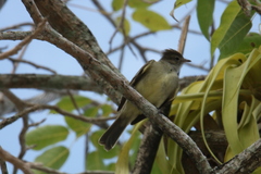 Elaenia flavogaster