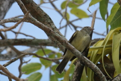 Elaenia flavogaster