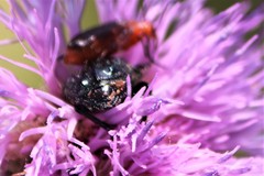 Euphoria sepulcralis