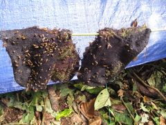 Lepidotrigona ventralis