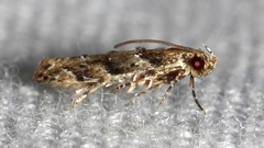 Coleotechnites australis