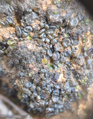 Enchylium coccophorum