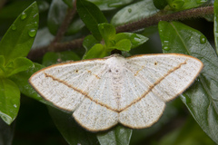 Lomographa luciferata