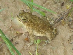 Rhinella granulosa