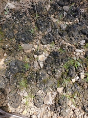 Enchylium coccophorum