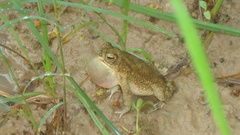Rhinella granulosa