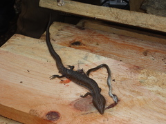 Gerrhonotus liocephalus