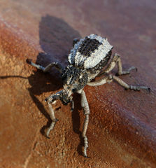 Brachycerus tauriculus