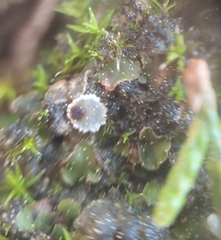 Enchylium coccophorum