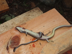 Gerrhonotus liocephalus